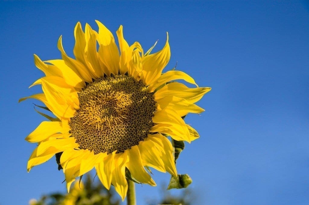 A vibrant yellow sunflower with a large, textured center stands against a clear blue sky, its petals radiating outward and some green leaves visible at the base.