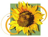 A bright yellow sunflower with a large brown center is shown against a green and white background, with abstract yellow and orange swirl accents around it.